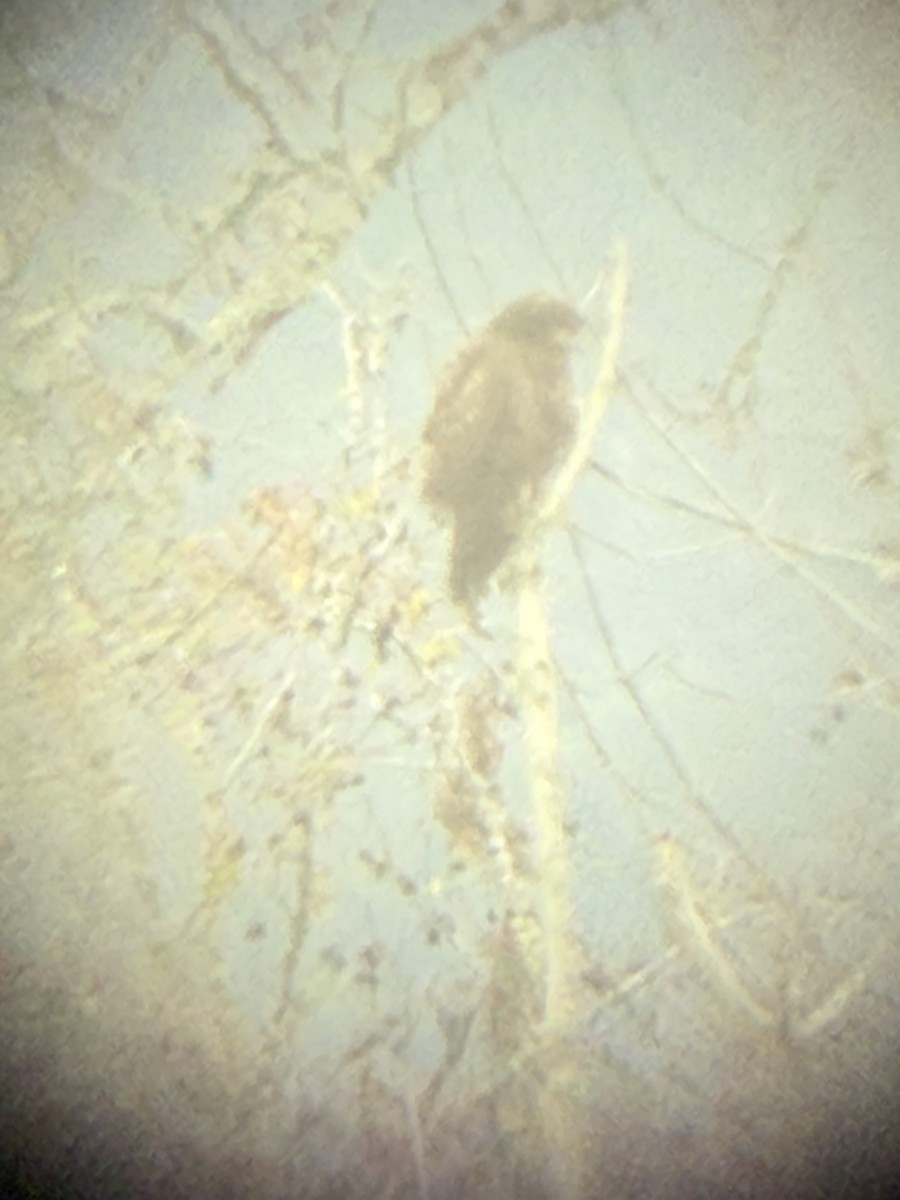 káně rudochvostá (ssp. calurus/alascensis) - ML646622623