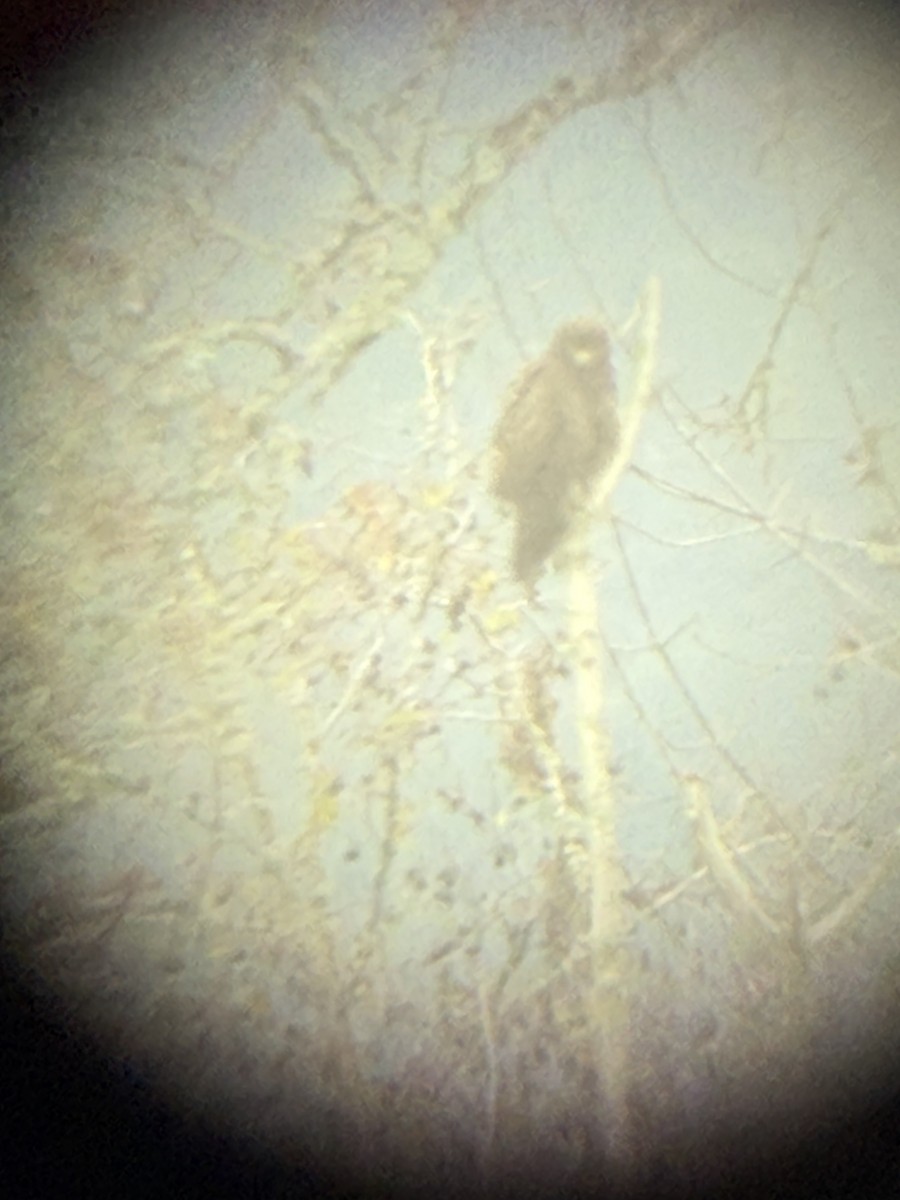 káně rudochvostá (ssp. calurus/alascensis) - ML646622624