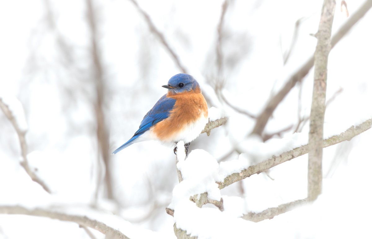 Блакитник східний - ML646622625