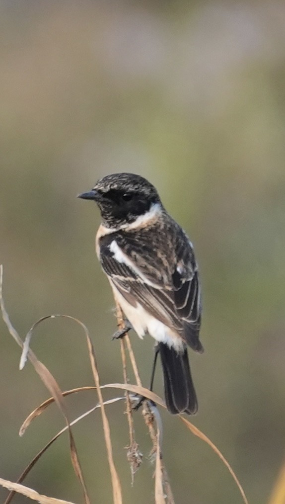 Siberian Stonechat - ML646622626
