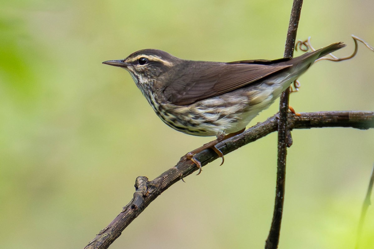 Northern Waterthrush - ML646622627