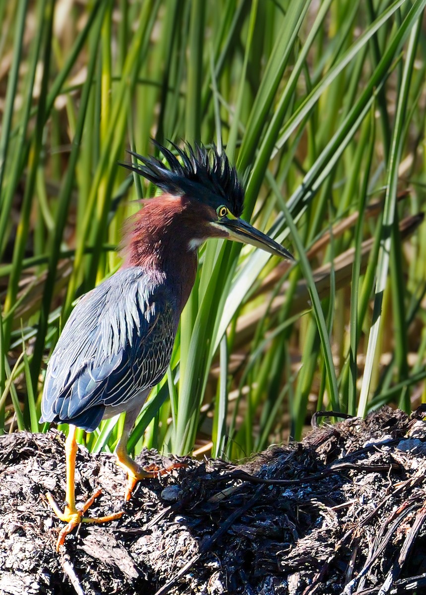 volavka zelenavá - ML646622628