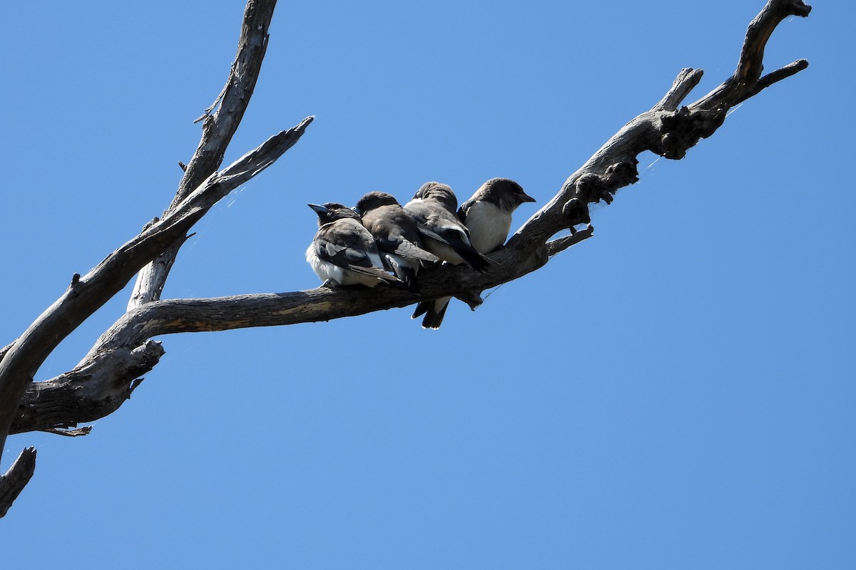 White-breasted Woodswallow - ML646622629