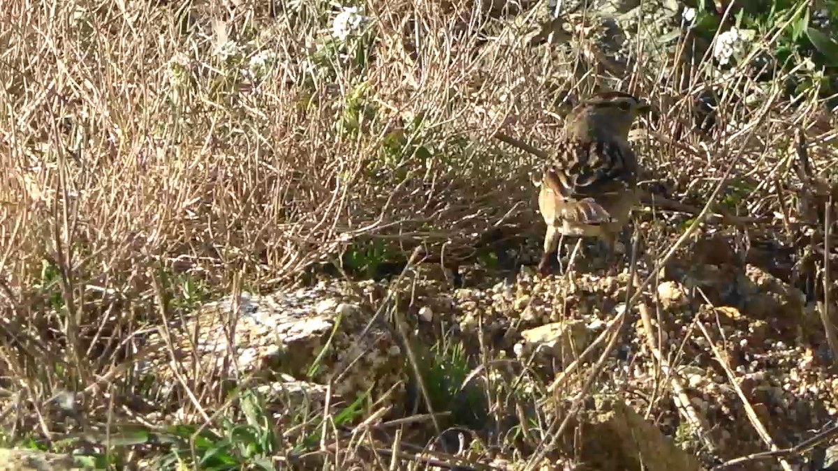 Chingolo Coroniblanco - ML646622636