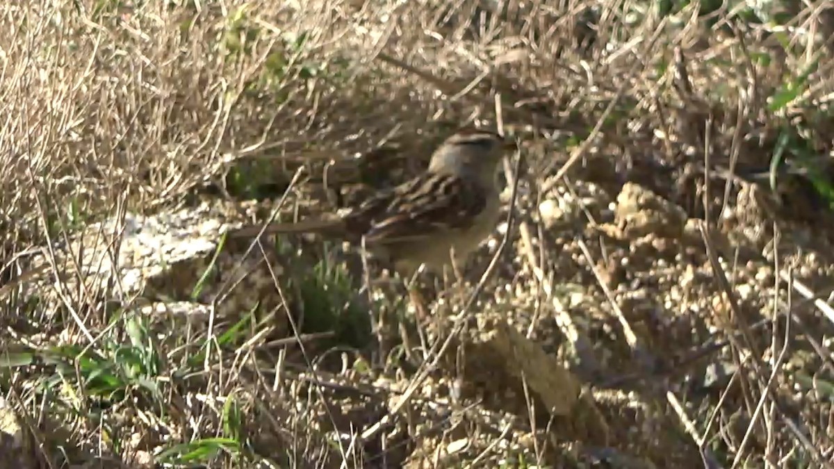 Chingolo Coroniblanco - ML646622637