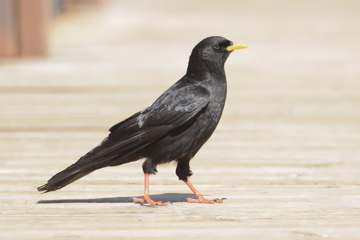 Yellow-billed Chough - ML646622638