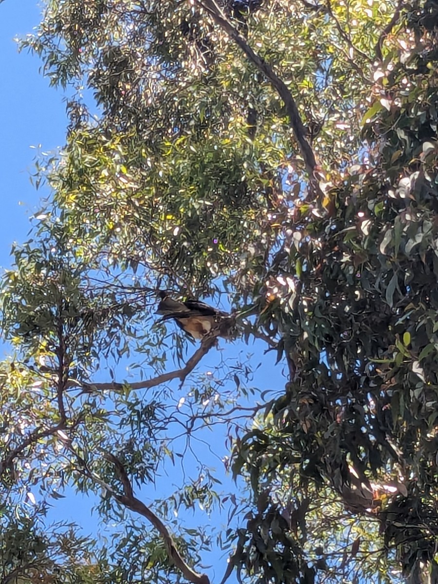 Milano Colicuadrado - ML646622644