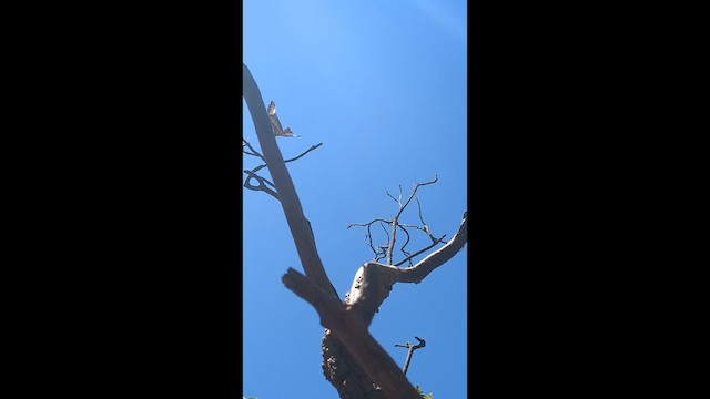 Шуліка довгокрилий - ML646622645