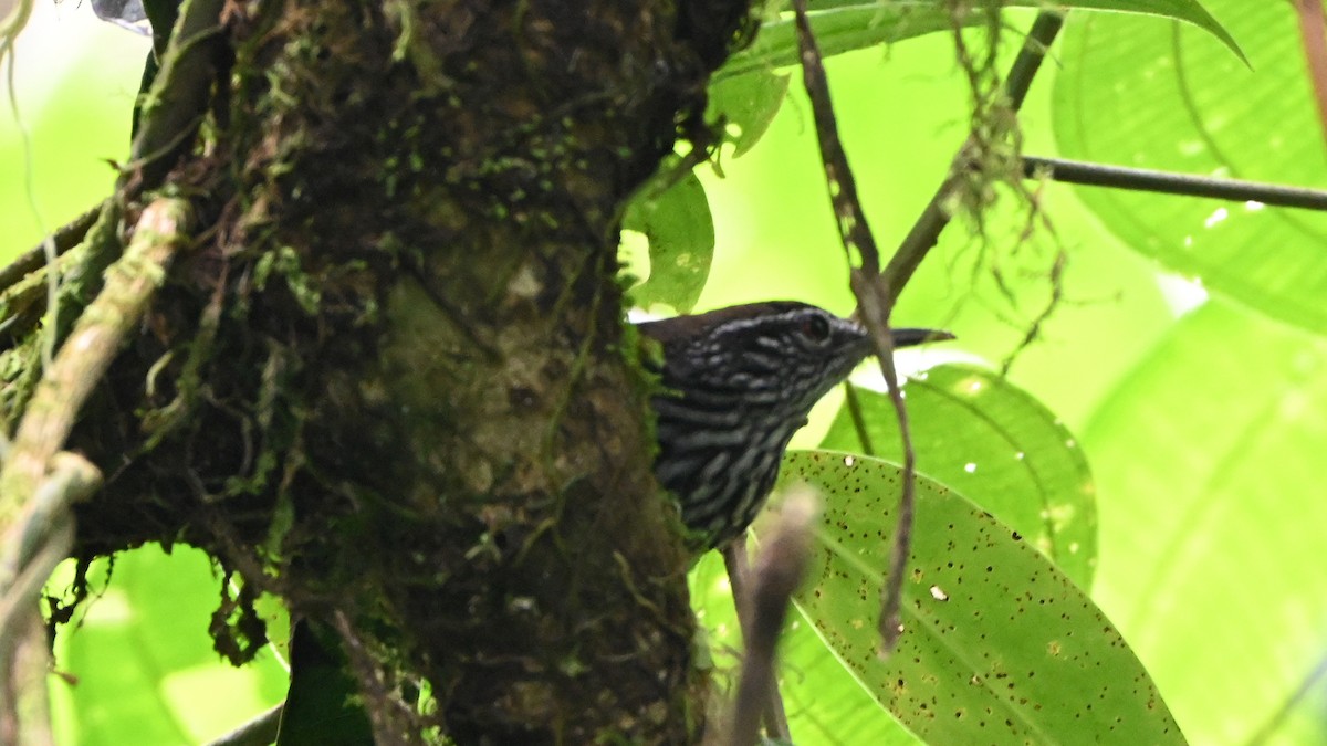 Stripe-breasted Wren - ML646622646