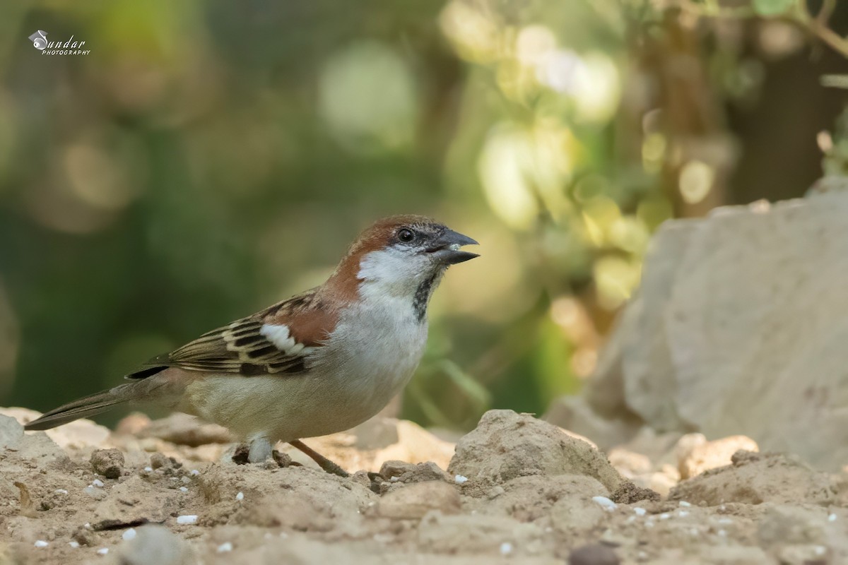 Горобець рудий - ML646622648