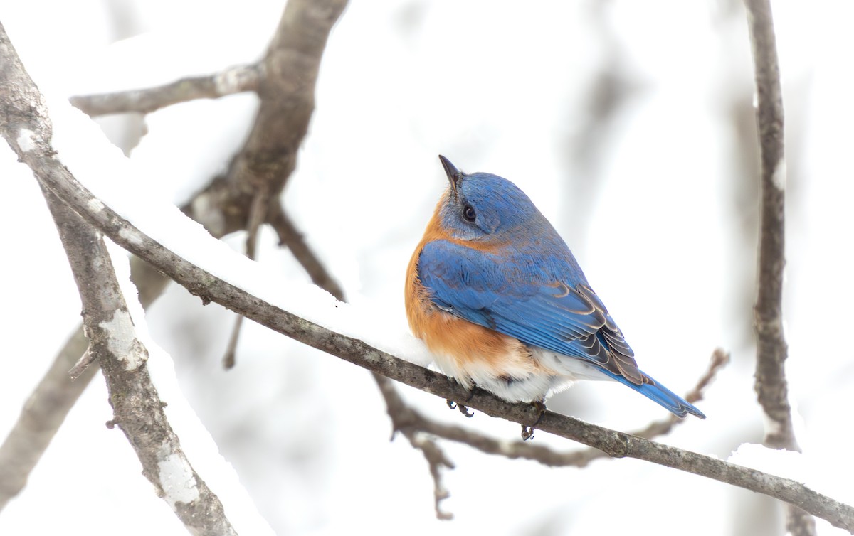 Блакитник східний - ML646622649