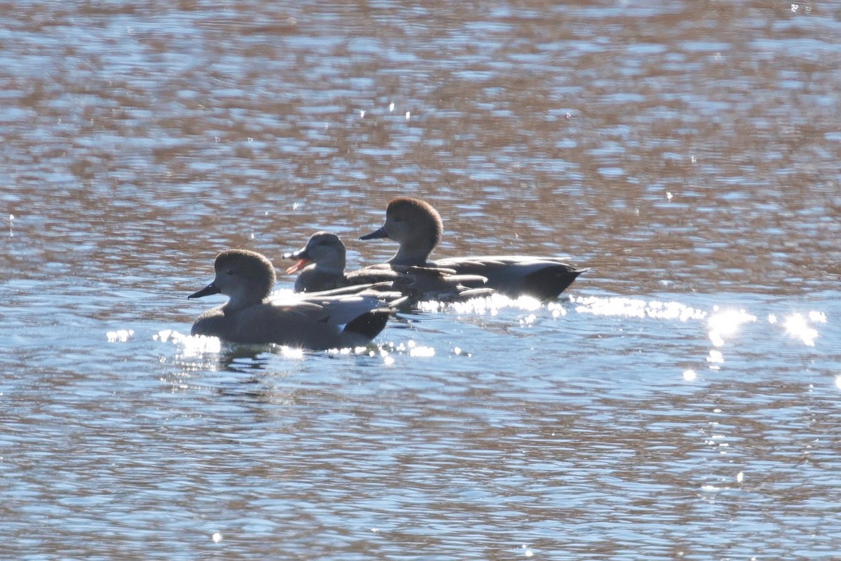 Gadwall - ML646622650