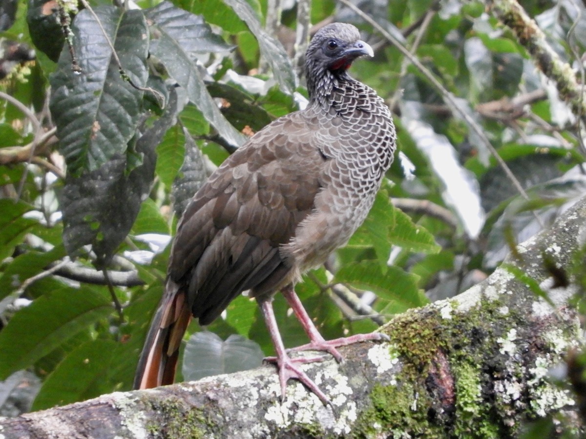 Colombian Chachalaca - ML646622652