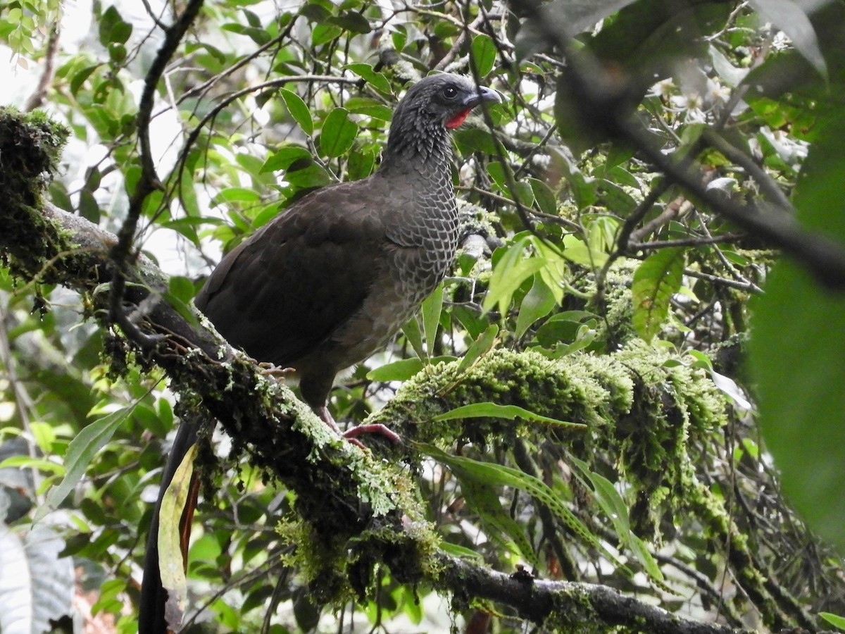 Colombian Chachalaca - ML646622653