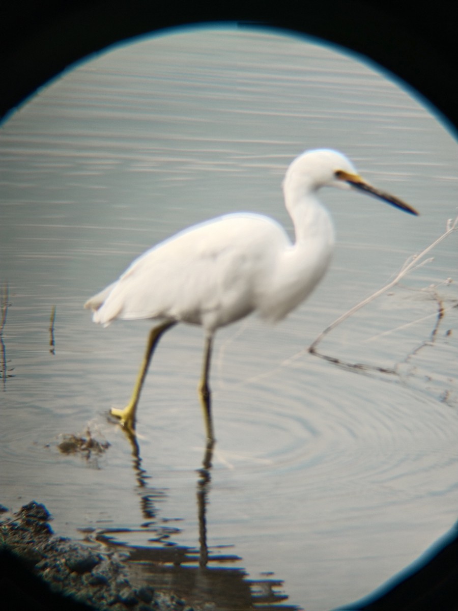 Snowy Egret - ML646622654
