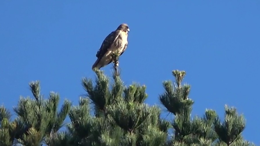 Busardo Colirrojo - ML646622655
