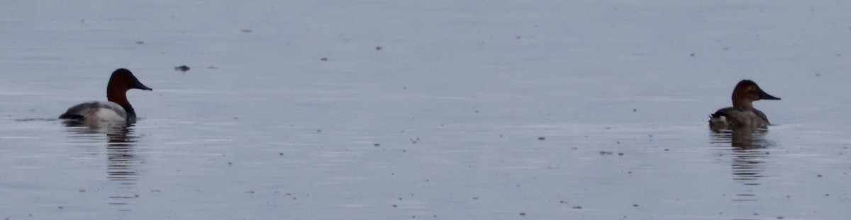 polák dlouhozobý - ML646622658