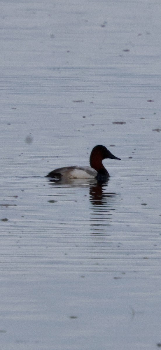 polák dlouhozobý - ML646622659