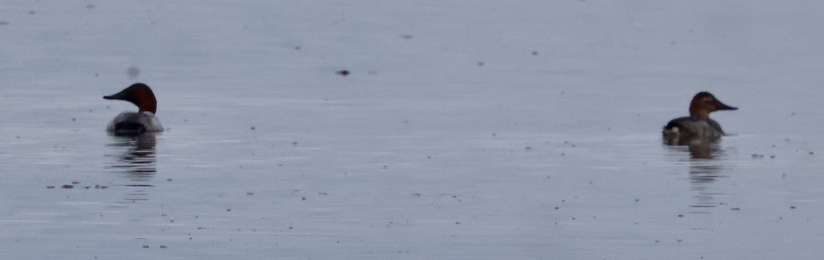 polák dlouhozobý - ML646622660