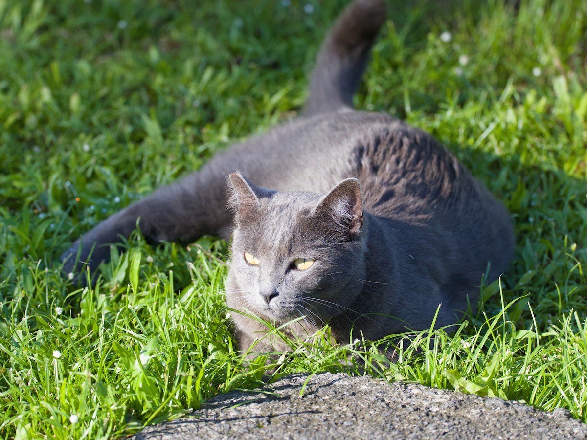 Domestic Cat - ML646622664