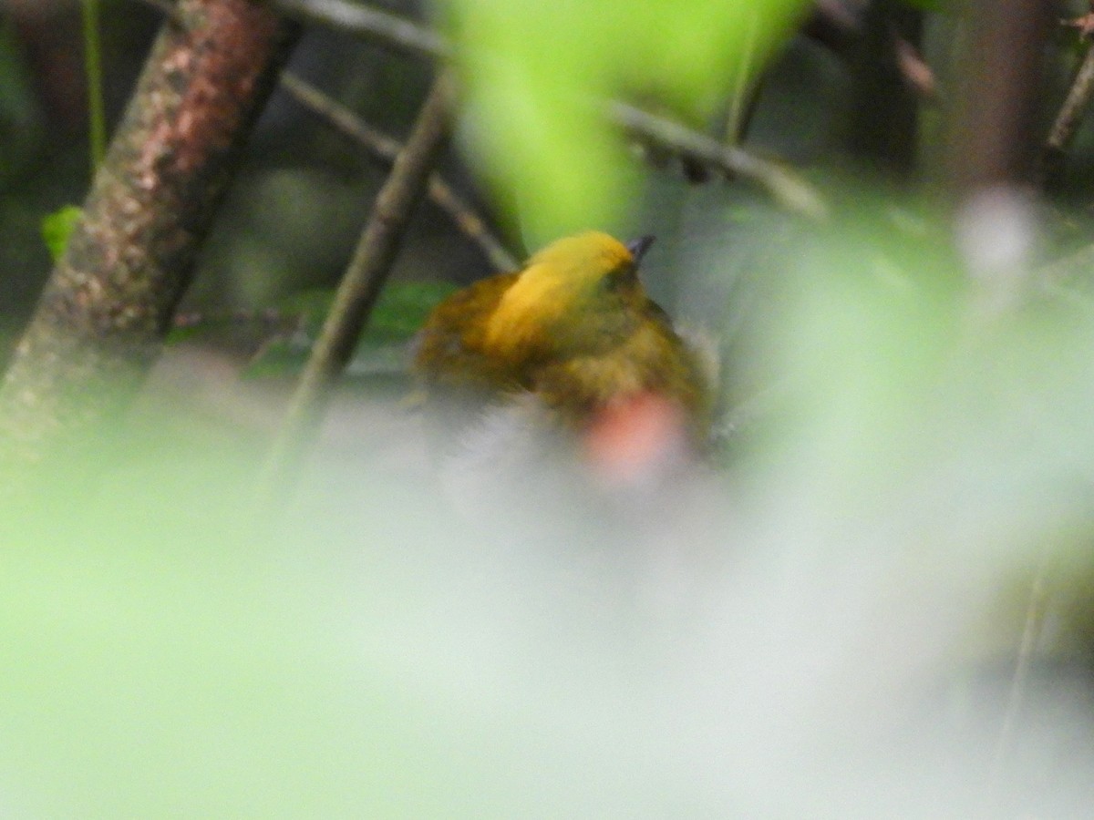 Yellow-headed Manakin - ML646622665