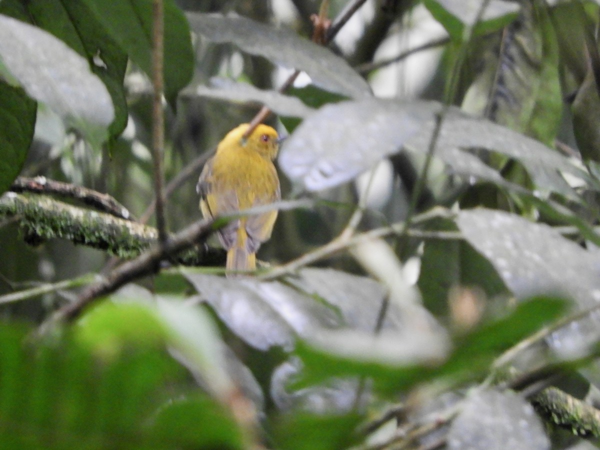 Yellow-headed Manakin - ML646622666