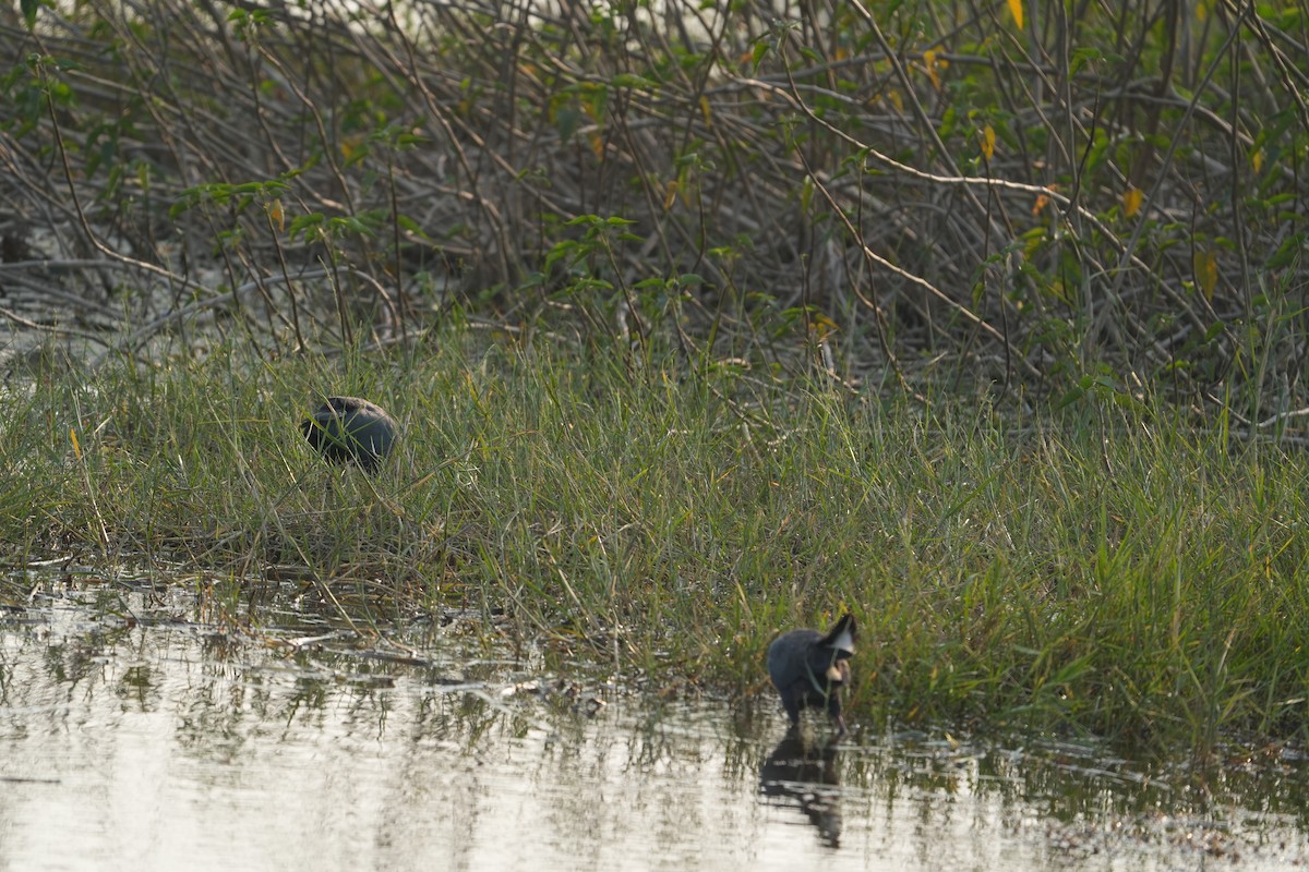 Gray-headed Swamphen - ML646622667