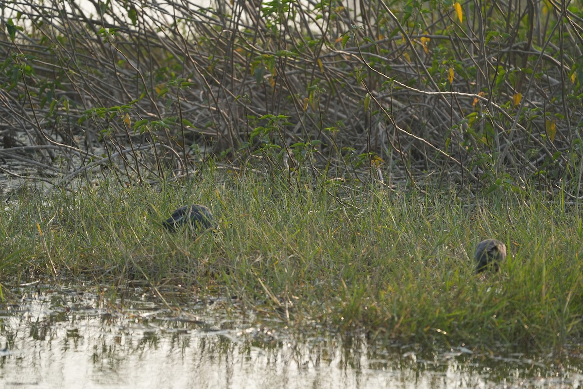 Gray-headed Swamphen - ML646622668