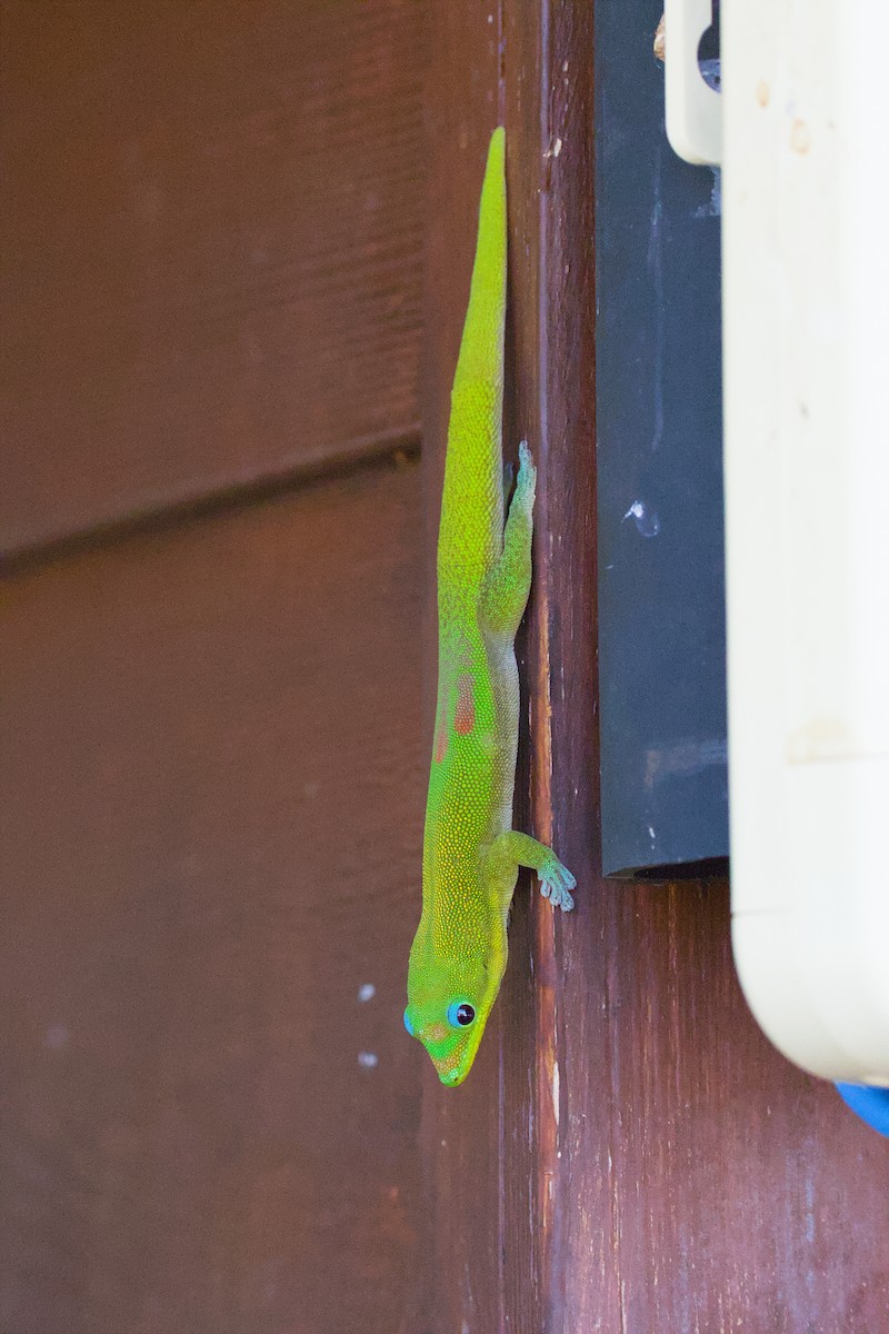 Gold Dust Day Gecko - ML646622669