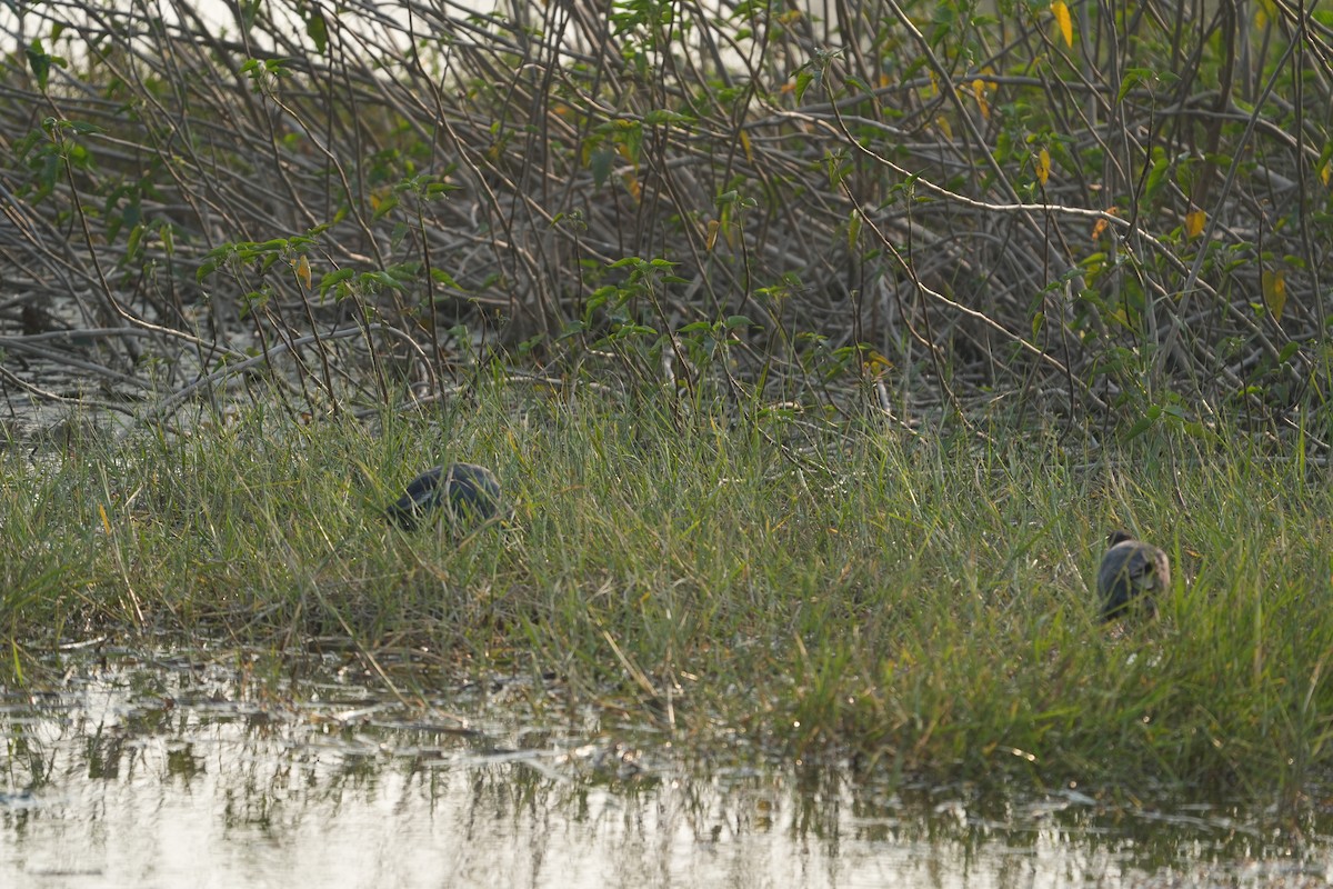 Gray-headed Swamphen - ML646622670