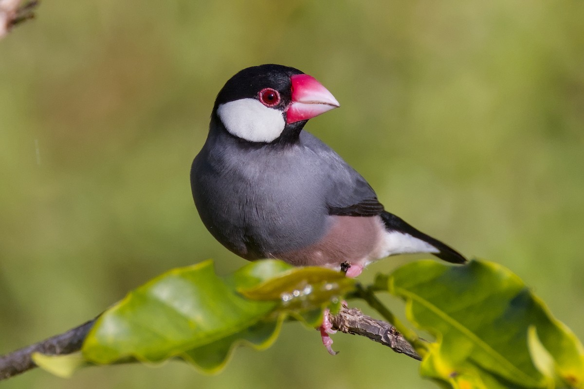 Java Sparrow - ML646622672