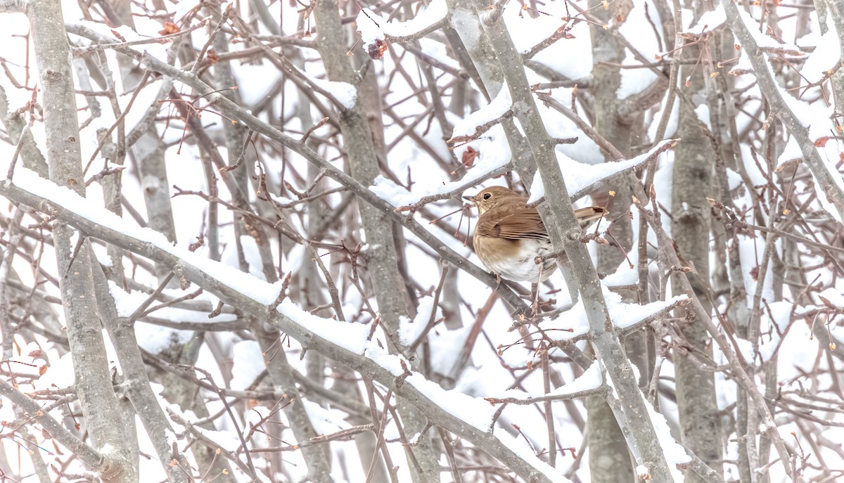 drozd rezavoocasý - ML646622673