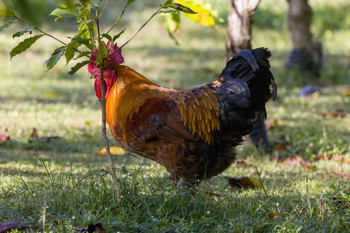 Red Junglefowl (Domestic type) - ML646622674