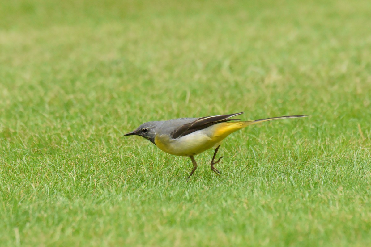 Gray Wagtail - ML646622675
