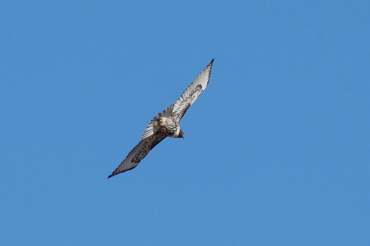 Red-tailed Hawk - ML646622676