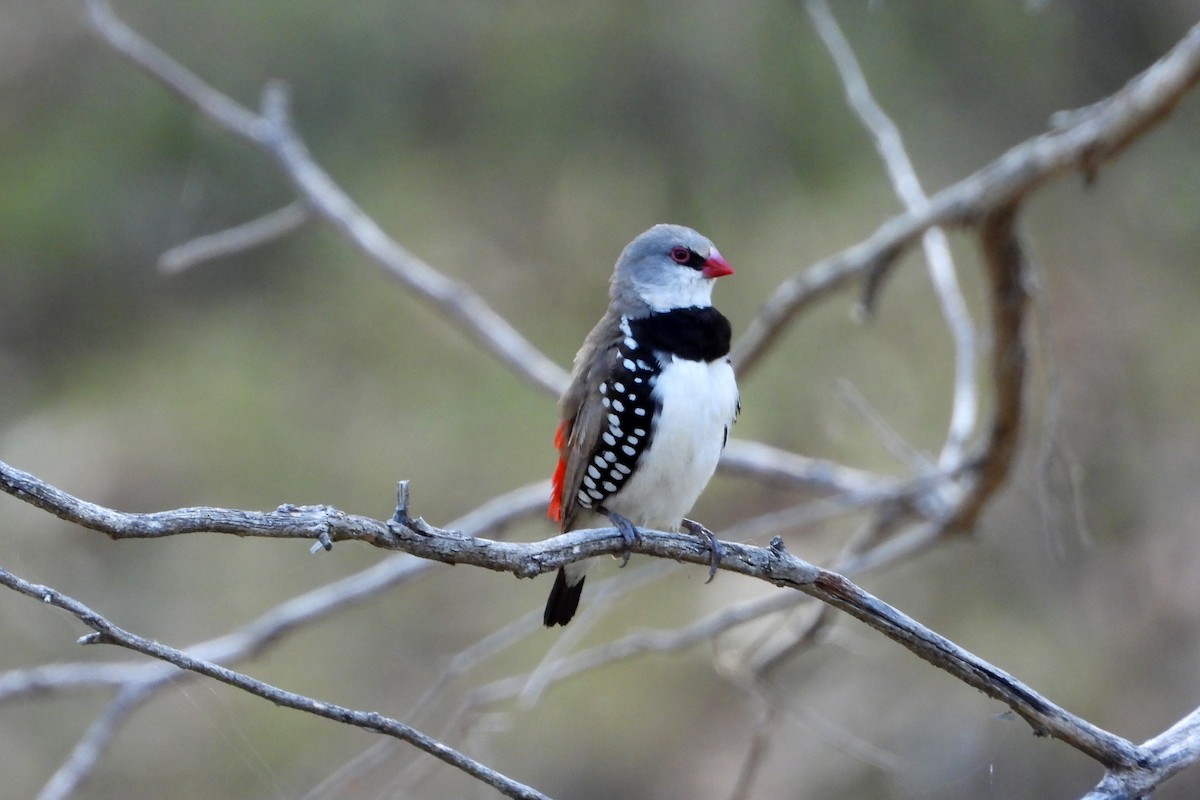 Diamond Firetail - ML646622677