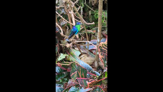 Колібрі-лісовичок фіолетоволобий - ML646622679