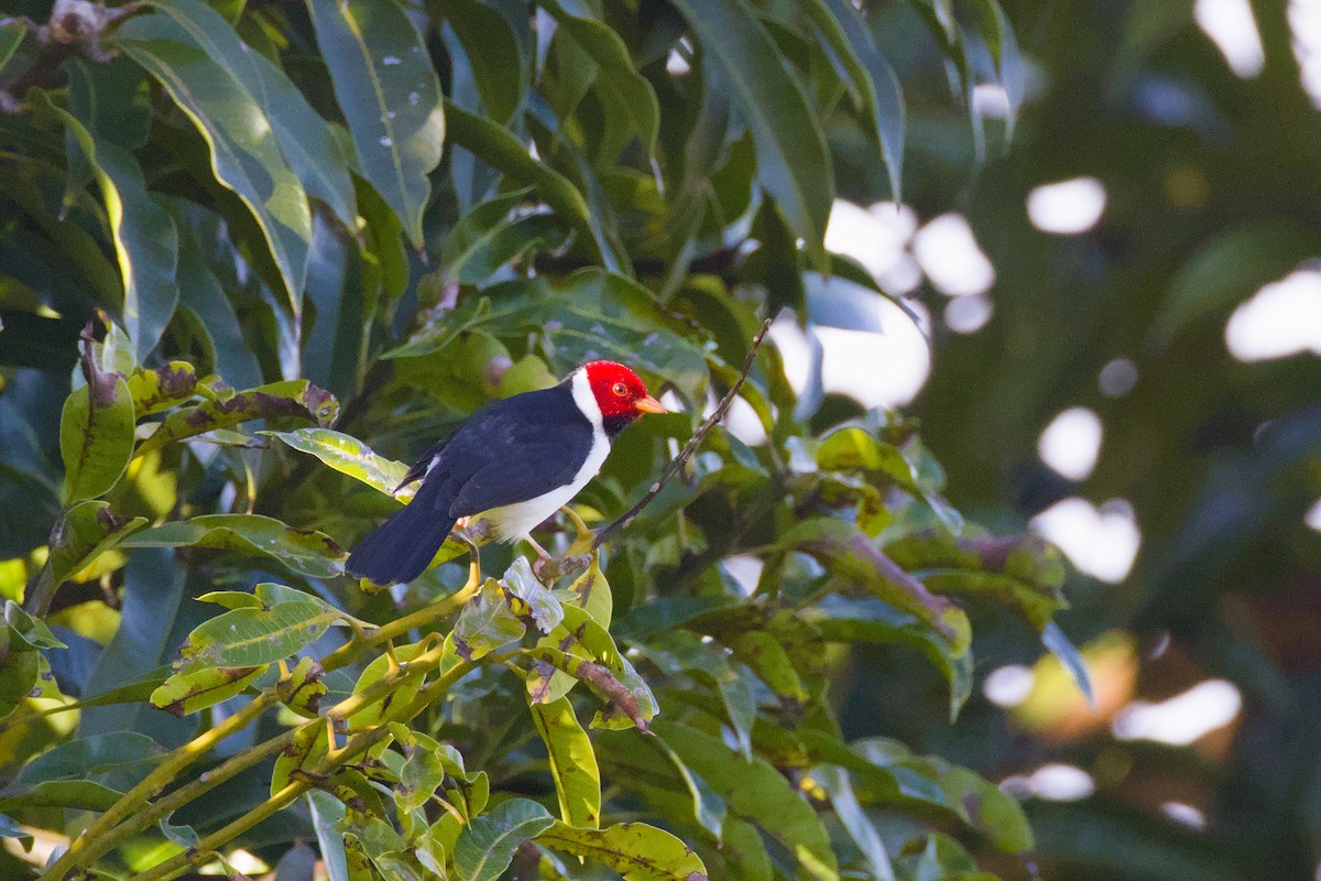 Yellow-billed Cardinal - ML646622680