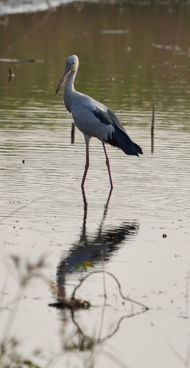 Asian Openbill - ML646622683
