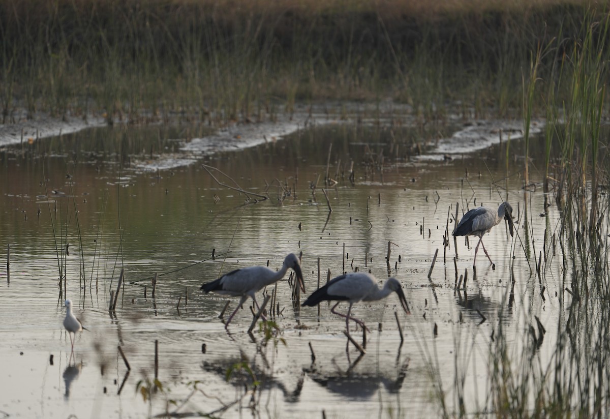 Asian Openbill - ML646622684
