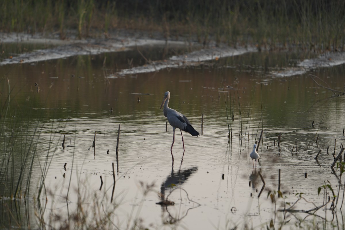 Asian Openbill - ML646622685