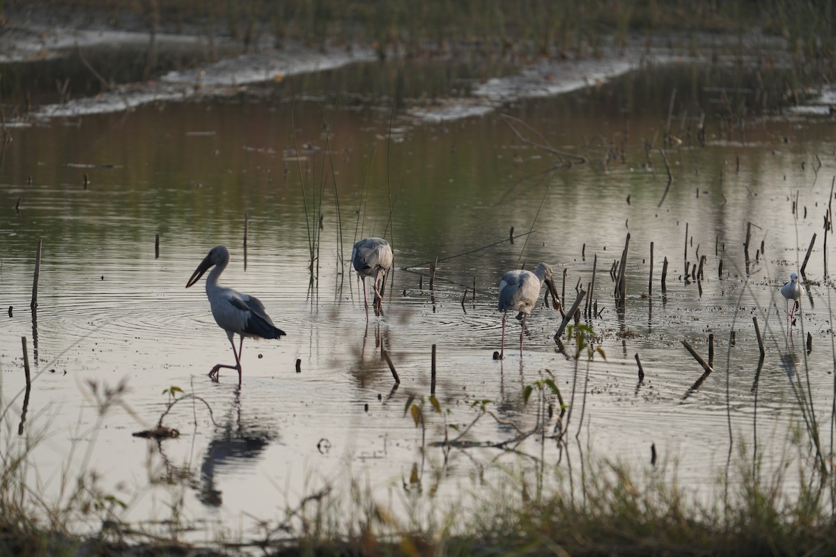 Asian Openbill - ML646622686