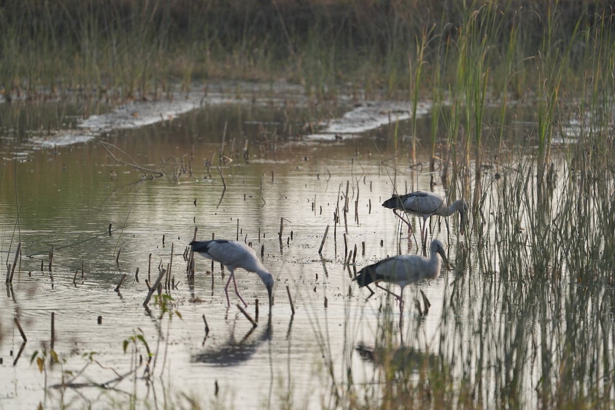 Asian Openbill - ML646622687
