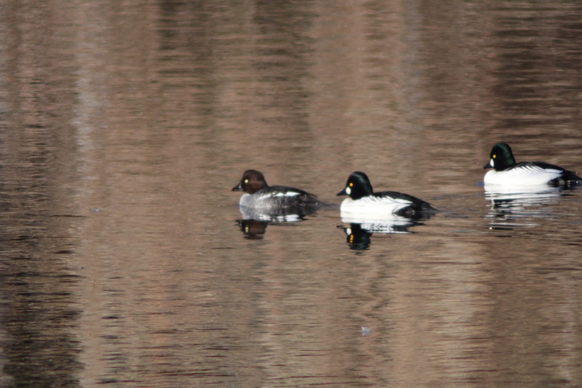 hohol severní - ML646622689