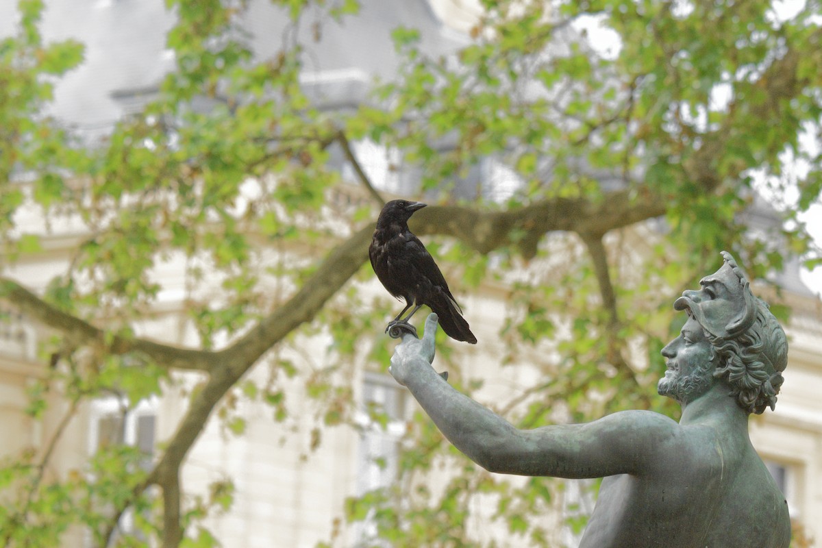 Carrion Crow - ML646622690