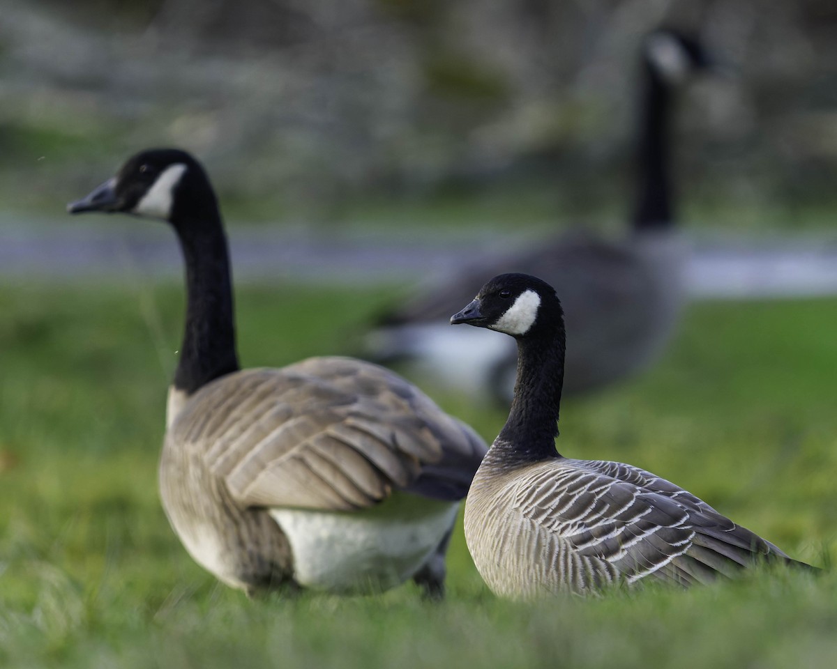 小加拿大雁 - ML646622691