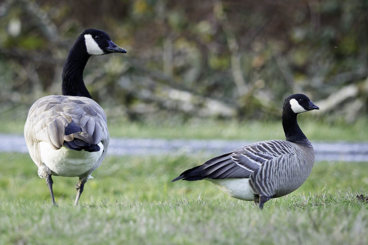 小加拿大雁 - ML646622692