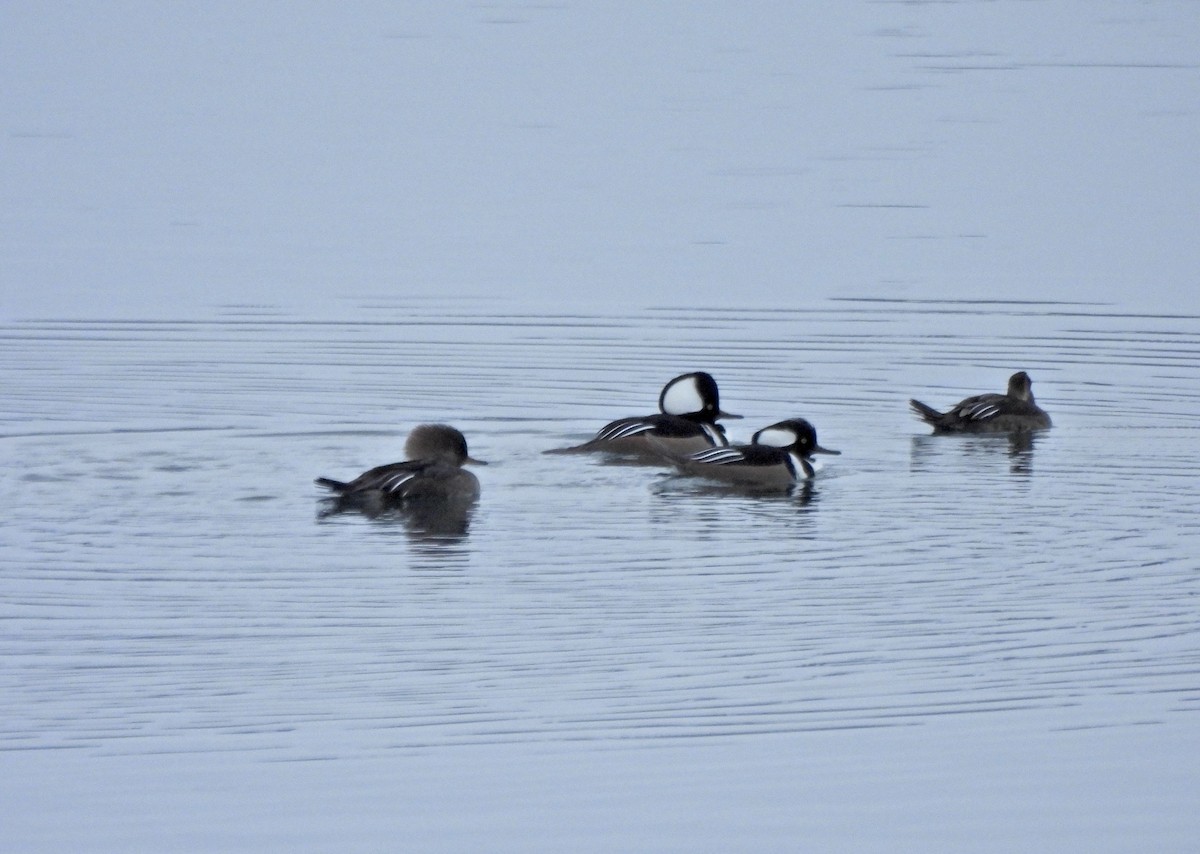 Капюшоновый крохаль - ML646622716