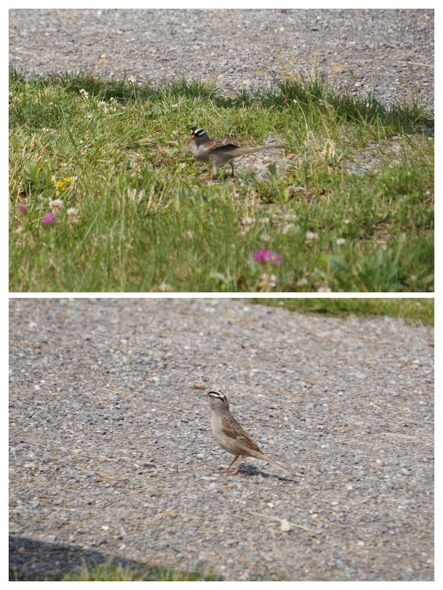 White-crowned Sparrow - ML646622720