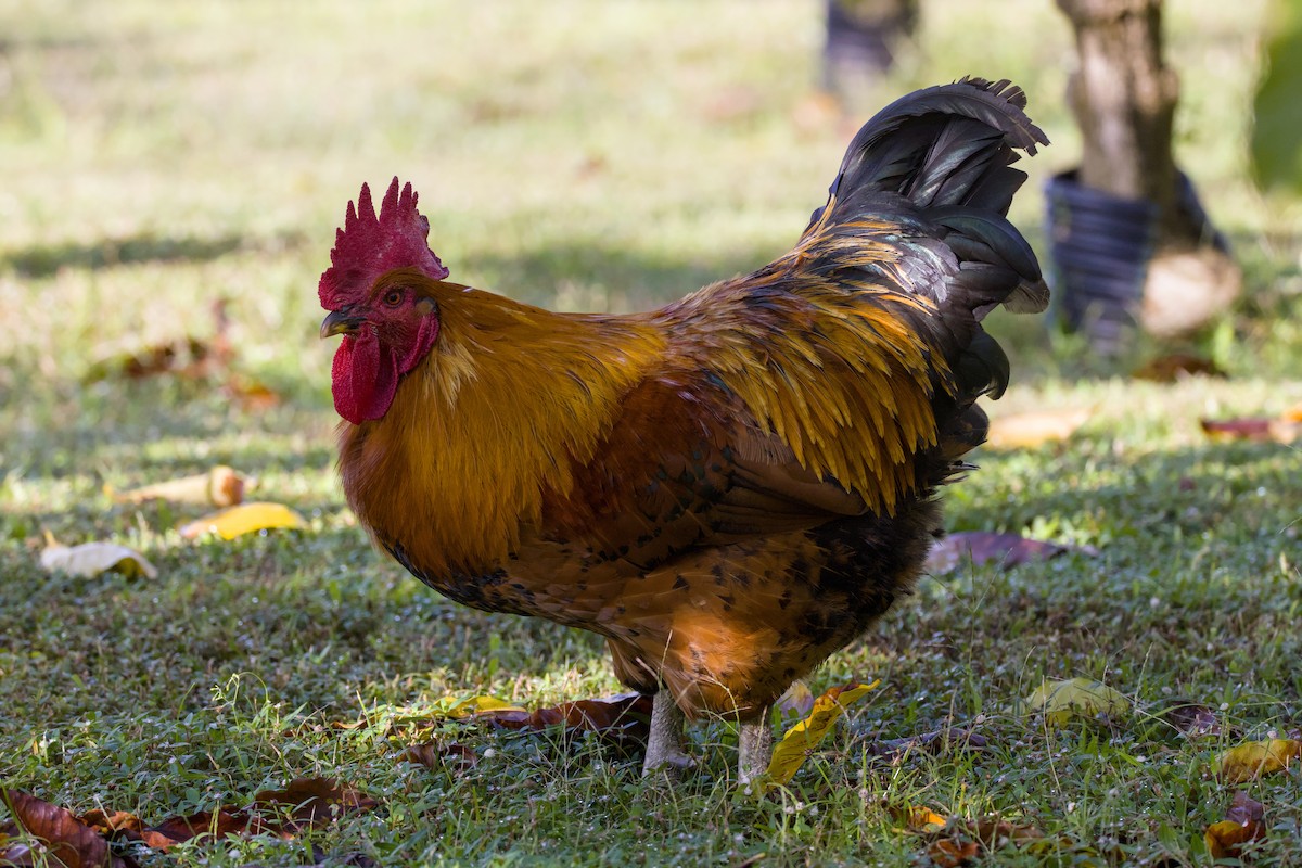 Red Junglefowl (Domestic type) - ML646622721